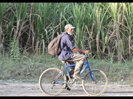 Cane farmer Karl Salabie heads home on his bicycle after a day in the fields of the Frome Sugar Factory on Friday, January 29, 2022.