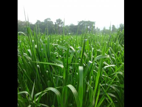 Mombasa grass