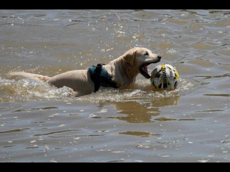 A dog plays with its football in the river Thames during sunny weather in London, yesterday. British weather forecaster the Met Office has said temperatures are likely to peak at the beginning of next week and has extended its Amber weather warning from Su