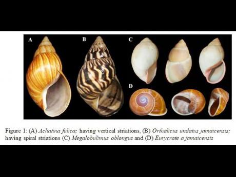 Shells of the Giant African Snail that presents a grave threat to Jamaican society. They are: (A) Achatina fulia, having vertical striations; (B) Orthalicus undatus jamaicensis, having spiral striations; (C) Megalobulimus oblongus; and (D) Eurycrate a jama