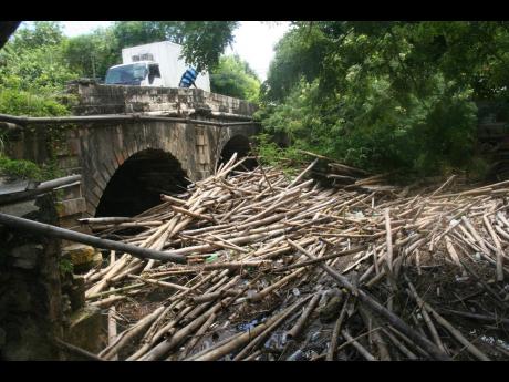 Scores of bamboo block the waterway at Riley Bridge at the eastern side of Lucea, Hanover.