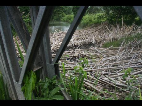 Bamboo blocking the waterway near the Old Kew Bridge in Hanover.