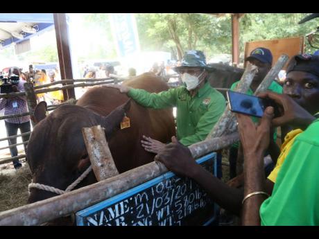 Deputy Prime Minister Dr Horace Chang pats a prize-winning bull while Agriculture Minister Pearnel Charles Jr (partly hidden) looks on at the Denbigh Agricultural, Industrial and Food Show in Denbigh, Clarendon, on Monday.