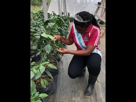 National Farm Queen 2022 Sutanya Ellington, who had also won the Manchester Farm Queen title, examines some seedlings. The 22-year-old agricultural science teacher wants more women and youth to embrace farming.