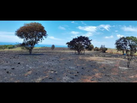 A scorched section of a farm in Flagaman, St Elizabeth. 