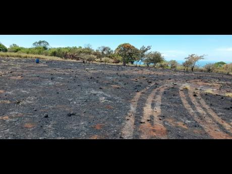 A scorched section of a farm in Flagaman, St Elizabeth. 