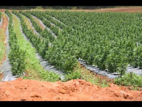 Acres of hemp plants growing on the former Organic Growth Holdings farm in Jackson Town, Trelawny.