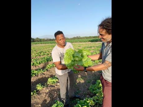 Steve Glenister (left) holding an organically grown lettuce from the farm for a customer to inspect.