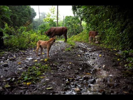 Animals are seen on a deplorable section of Rivers View Road in St Thomas. 