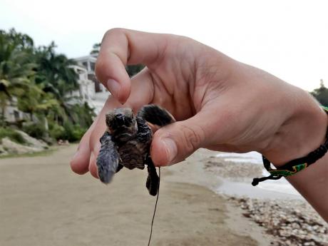 A turtlel hatchling is displayed before it is released at Oracabessa Bay in St Mary on Friday.  