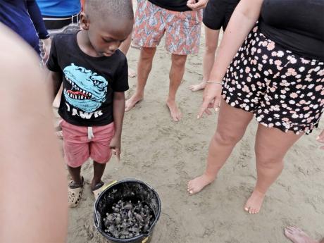 Turtles in a bucket before their release at Oracabessa Bay on Friday.