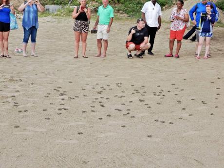 Jamaicans and tourists watch as baby turtles make their way to the sea at Oracabessa Bay. Around 22,000 hatchlings have been released by Melvyn Tennant and his team over the years.