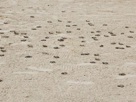 Freeeeeeedom! Baby turtles march towards the sea after being released by Melvyn Tennant and his assistants.
