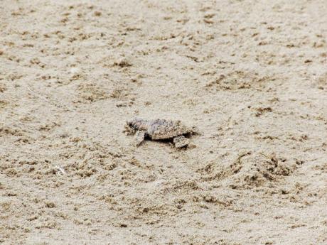 Camouflaged by sand, a turtle hatchling crawls towards the water at Oracabessa Bay.