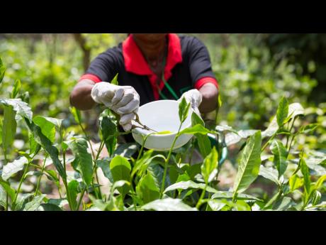 Several Jamaican teachers and other professionals use their break and vacation time to travel overseas to do farm work and other menial jobs to supplement their income. Although not part of the official farm work programme run by the Ministry of Labour and