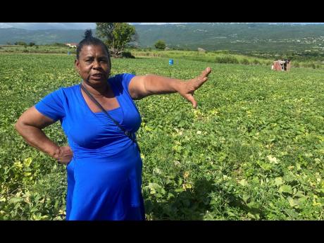 Zenora Reynolds Davis, a farmer in Flagaman, St. Elizabeth, who lost crops twice in the last two major fires on August 16 in the years 2019 and 2022.   