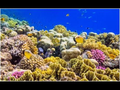 With 26,000 km of coral reefs, the Caribbean region represents seven per cent of the world’s total coral reef ecosystems and includes the second and third barrier reefs in the world.