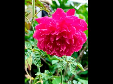 Rose is known for producing the most beautful roses. Here’s a look at one of her pink rose’s.  