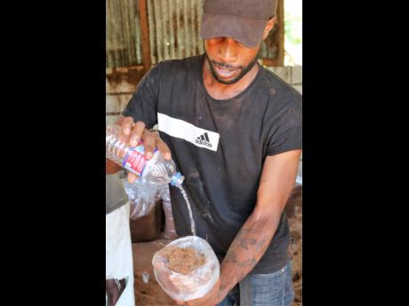 Jermaine, one of two employees fully engaged in the manufacture of coir at Michael Black Farms Limited in Nutts River, pours water onto some of the coir dust and then shows that the liquid is fully absorbed by the dust. Its vast moisture absorption and ret