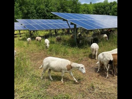 Sheep grazing in a field which is powered by solar energy.