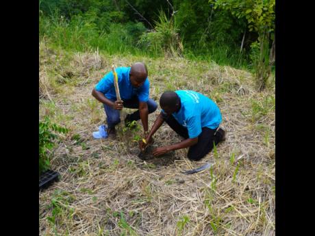 Damart Williams (left), senior director, zonal operations (eastern), plants a seedling with a representative of Jamaica Energy Partners in the Blue Mountain 2 Forest Reserve in St Thomas on Saturday, October 8.