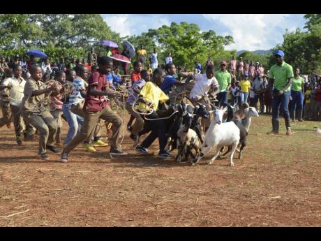 Students participate in a goat scramble at the Minard Livestock Show and Beef Festival in Brown’s Town, St Ann, in 2018.