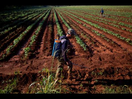 A man applies chemical products to crops to eliminate pests in Batabano, Cuba, on October 25. The country is suffering from longer droughts, warmer waters, more intense storms, and higher sea levels because of climate change. The rainy season, already an o