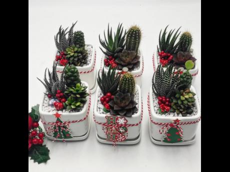 ‘Tis the season to be jolly with succulents.
