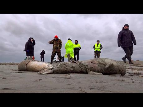 In this image taken from footage provided by the RU-RTR Russian television journalists and Interdistrict Environmental Prosecutor’s Office employees walk near the bodies of dead seals on shore of the Caspian Sea, Dagestan.