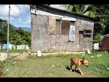 A dog walks away from the Commodore, St Catherine, home of the 42-year-old Leon English who was fatally shot by gunmen on Thursday. 