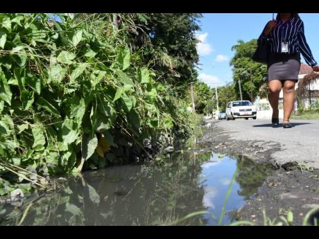 A woman is forced to walk in the middle of the road along a section of King street in Spanish Town, St Catherine, because of overgrown shrubs and stagnant water. Residents have complained that the drains have not been cleared for some time and whenever it 