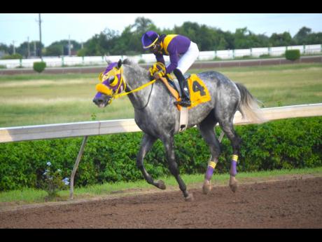 DUKE, ridden by Robert Halledeen, wins Cash Pot ‘Super Dash’ Trophy for three-year-olds and upwards Open Allowance Stakes over six furlongs at Caymanas Park on Saturday, October 29, 2022.