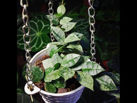 The hoya krohniana, commonly known as wax plants, are easy to grow indoors. 