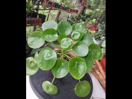 Bright indirect sunlight is ideal for the pilea, better known as the money plant. Grace Hutchinson recommends finding the spot that’s just right.