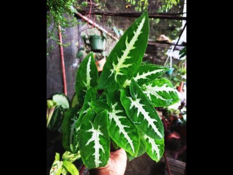 There is no resisting the unique beauty of the syngonium wendlandii. This house plant can grow in low indirect light but it prefers medium to bright indirect light.