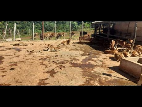 An estimated 400 heifers and calves were found starving, some dying, at the Windalco property in Kirkvine, Manchester.