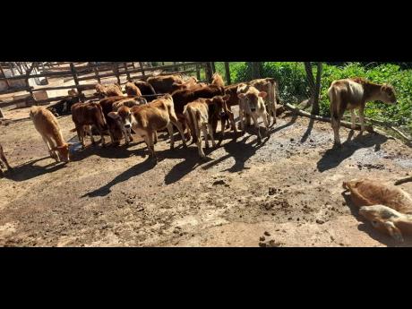 An estimated 400 heifers and calves were found starving, some dying, at the Windalco property in Kirkvine, Manchester.