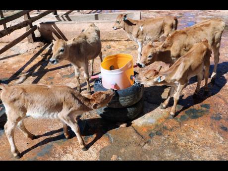 These Jamaica Hope calves descend on a milk bucket fitted with nipples to accommodate mass feeding Tuesday at the Manchester cattle farm operated by UC Rusal. Hundreds of starving cattle were discovered last week by the Jamaica Society for the Prevention o