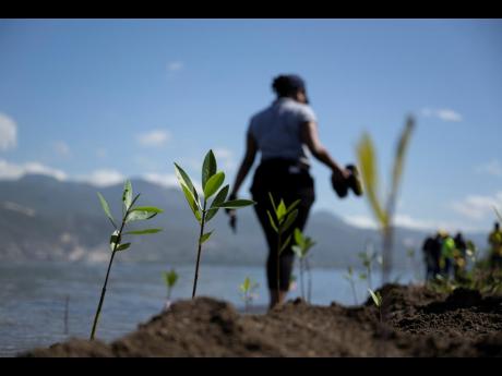 Freshly planted red mangrove saplings at Sturridge Park, situated along the Palisadoes peninsula.