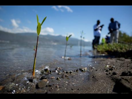 Freshly planted red mangrove saplings are seen in the foreground as involved parties from the Jamaica Public Service and the National Environmental Planning Agency finalise the planting of 50 red mangroves on Thursday, at Sturridge Park situated along the 