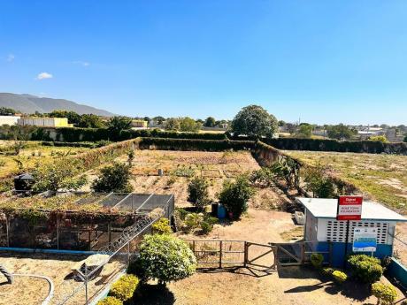 A view of the Rose Town farm project from the roof of the Rollins Enterprise Centre.