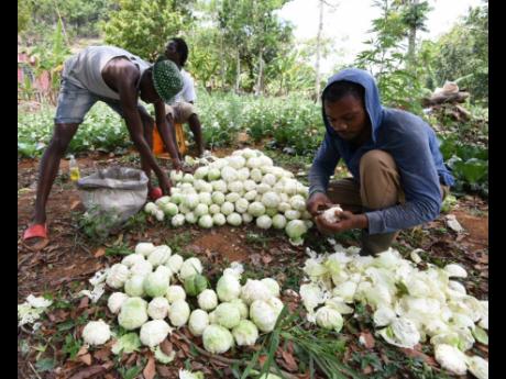 Young farmers in Prickley Pole, St Ann, prepare cabbage to sell at Coronation Market in Kingston.  