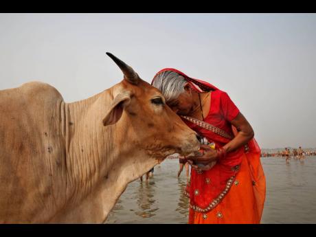 A woman worships a cow as Indian Hindus offer prayers to the River Ganges, holy to them during the Ganga Dussehra festival in Allahabad, India, June 8, 2014. India’s government-run animal welfare department has appealed to citizens to mark Valentine’s 