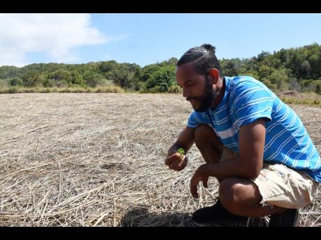 Akeem Powell removing weeds sprouting through the mulch in his onion field that is deprived of water because of a severe drought in Flagaman, St Elizabeth.