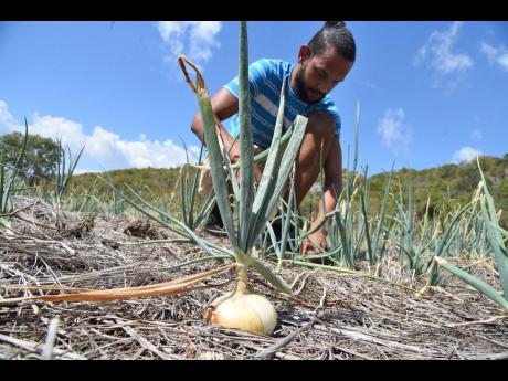 Akeem Powell checks on the growth of onions in his field in Flagaman, St Elizabeth, on Wednesday.