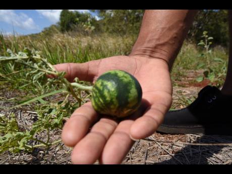 A farmer shows a watermelon which has experienced stunted growth because of a severe drought in the farming community of Flagaman, St Elizabeth.