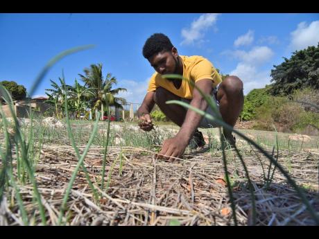 Edgar Powell (left) plucks weeds from beneath the mulch in his onion farm in Flagaman, St Elizabeth.  A severe drought in the area has stunted the growth of his onions.