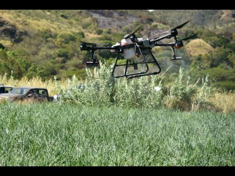 An agricultural drone on a demonstration flight, spraying onions on a farm in St Thomas on Thursday.