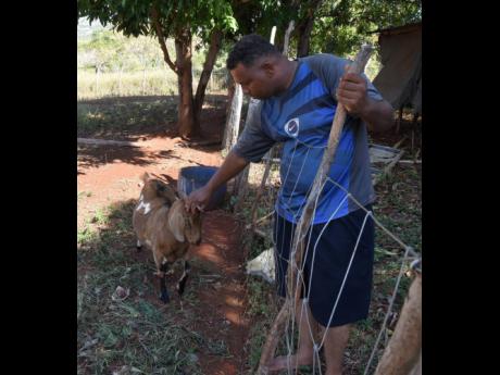 Gary Ebanks pets one of his goat at his home in Flagaman, St Elizabeth, last week. The 40-year-old says the agricultural sector is approaching a stage where farmers can no longer make a comfortable living.