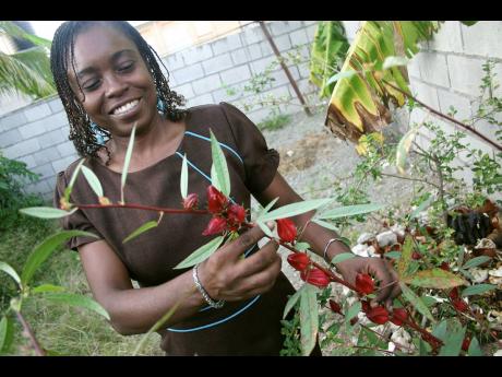 A proud Colleen Grant of Greater Portmore, St Catherine, shows off sorrel from her garden. The high-school teacher, who admits to being a novice farmer, has also reaped pumpkins and, encouraged by this success, is looking to expand her foray into backyard 
